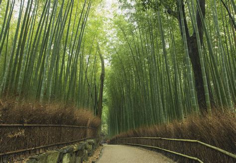 Bamboo Grove betsul
