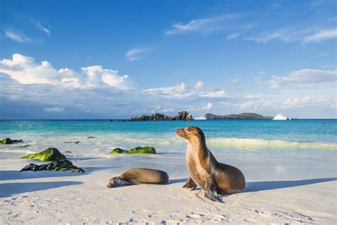 Galapagos Islands brabet