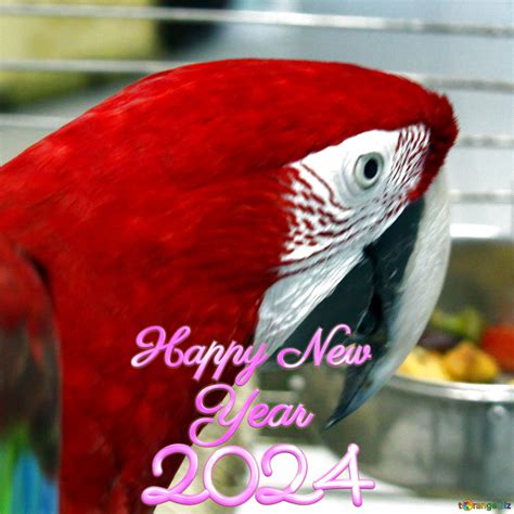 Happy Parrot Review 2024