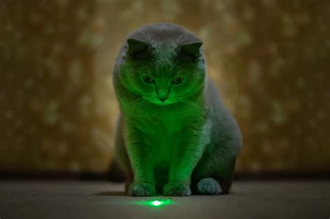 Laser Cats Betsson