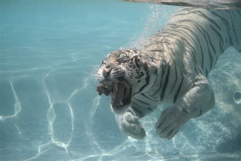 Water Tiger Bwin